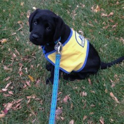 jackson at four months old wearing his service dog vest
