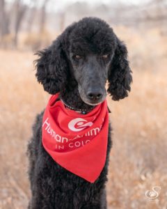 toby was a standard poodle who worked as a HABIC therapy dog for 12 years.