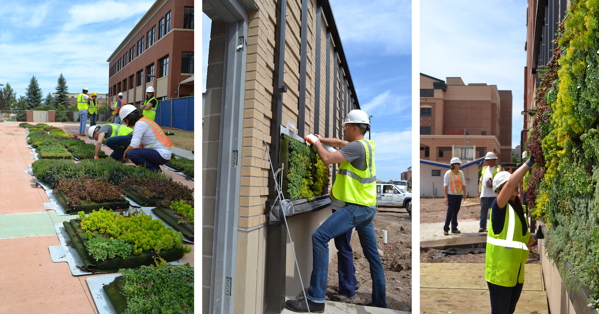 Workers installing living wall
