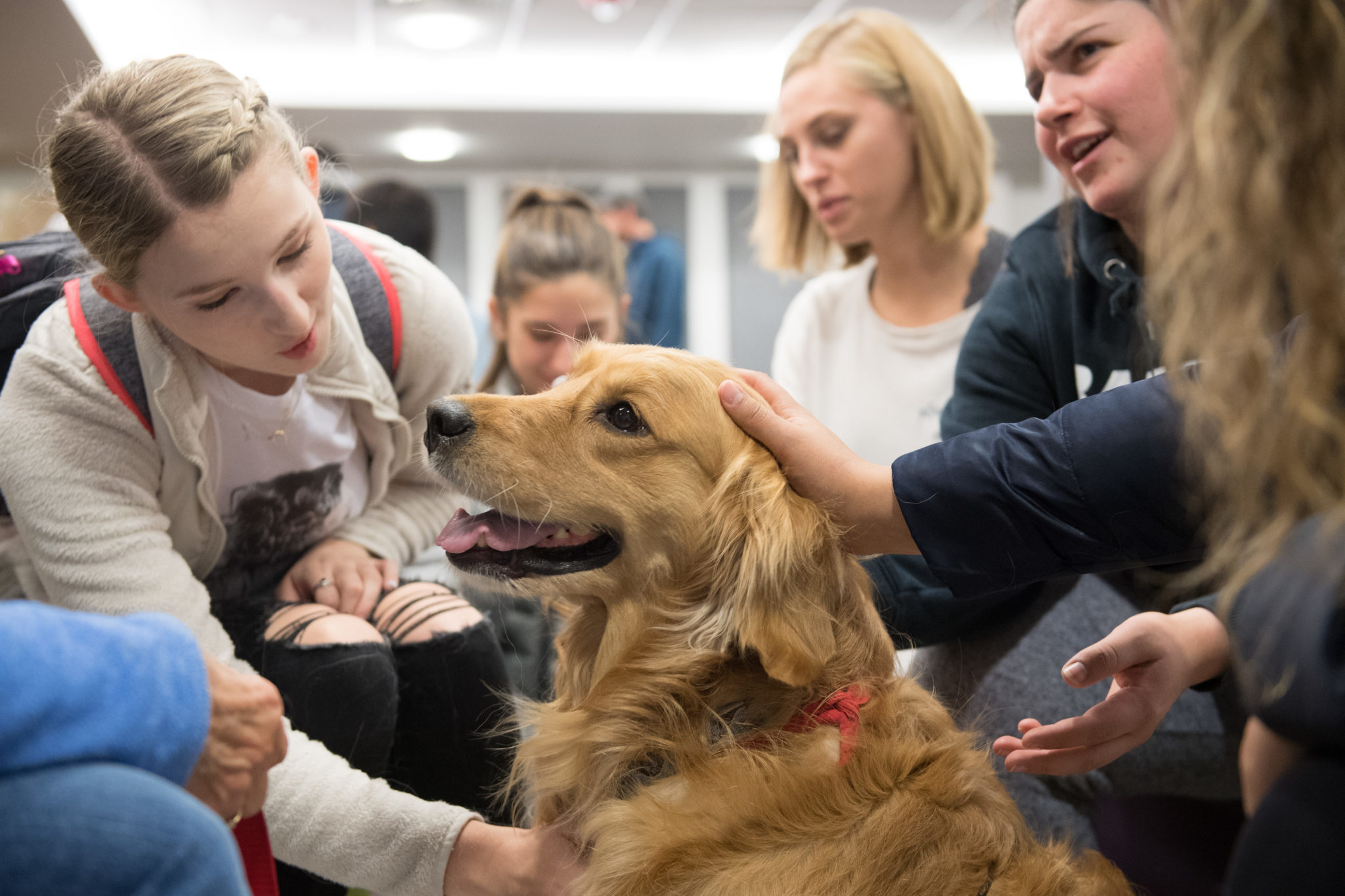 therapy dog working to promote human-animal interactions