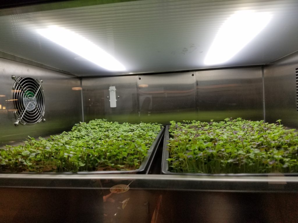 Tray of microgreens growing under a light in a refrigerator
