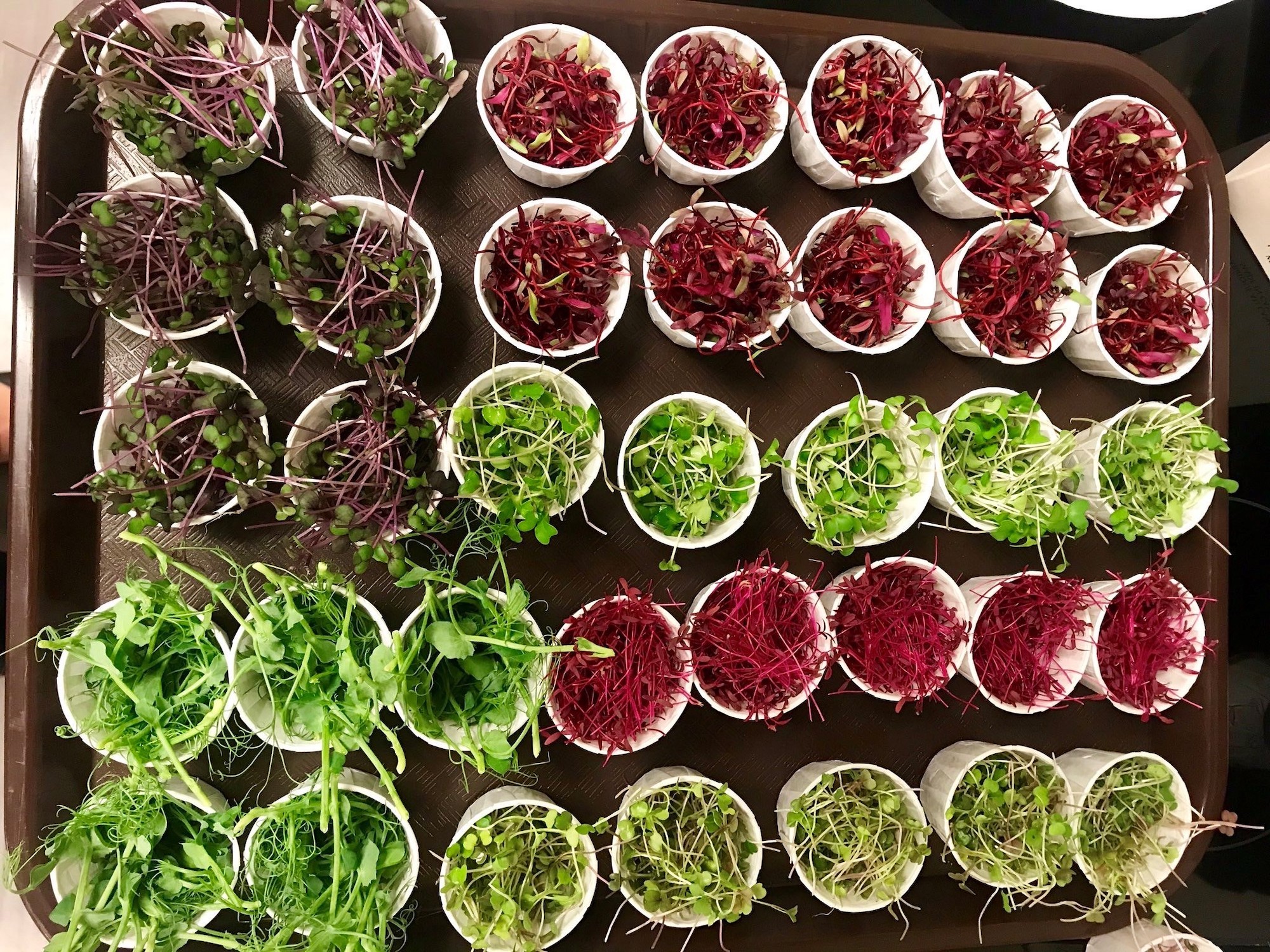 Tray of Microgreens in single serve cups