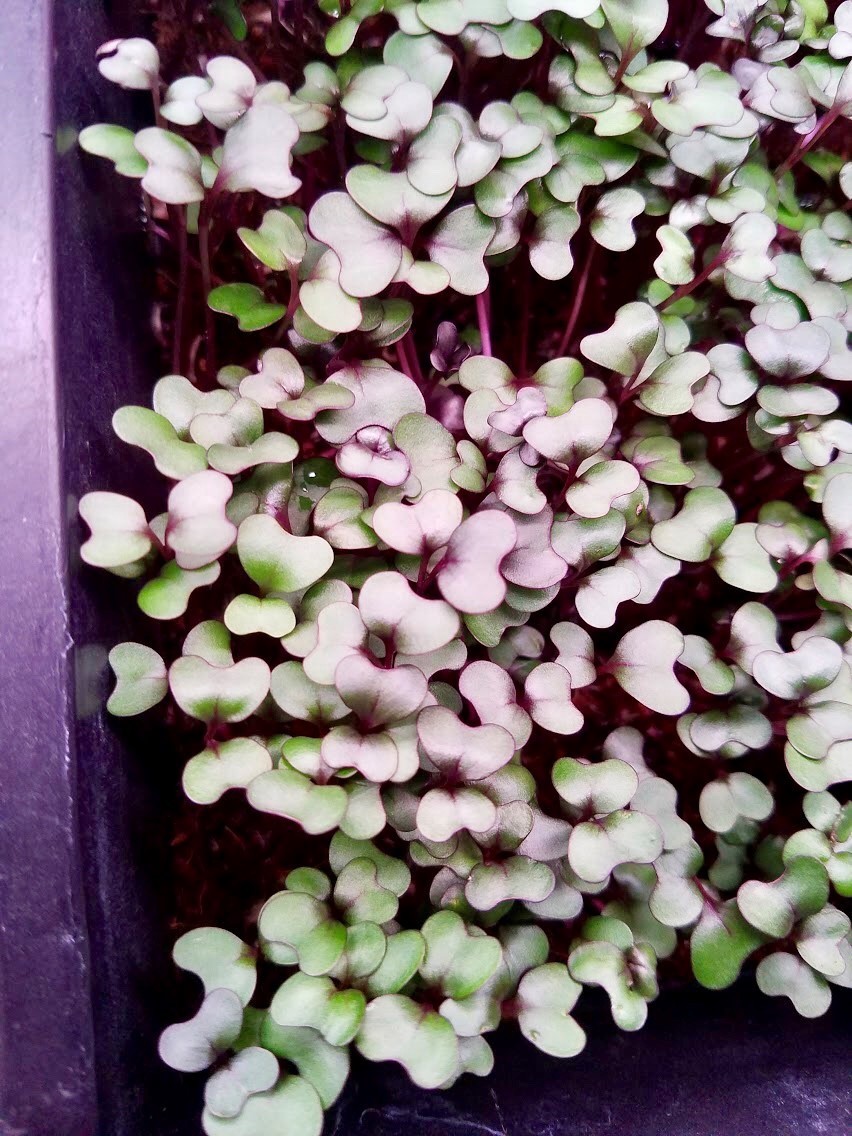 Red cabbage microgreens