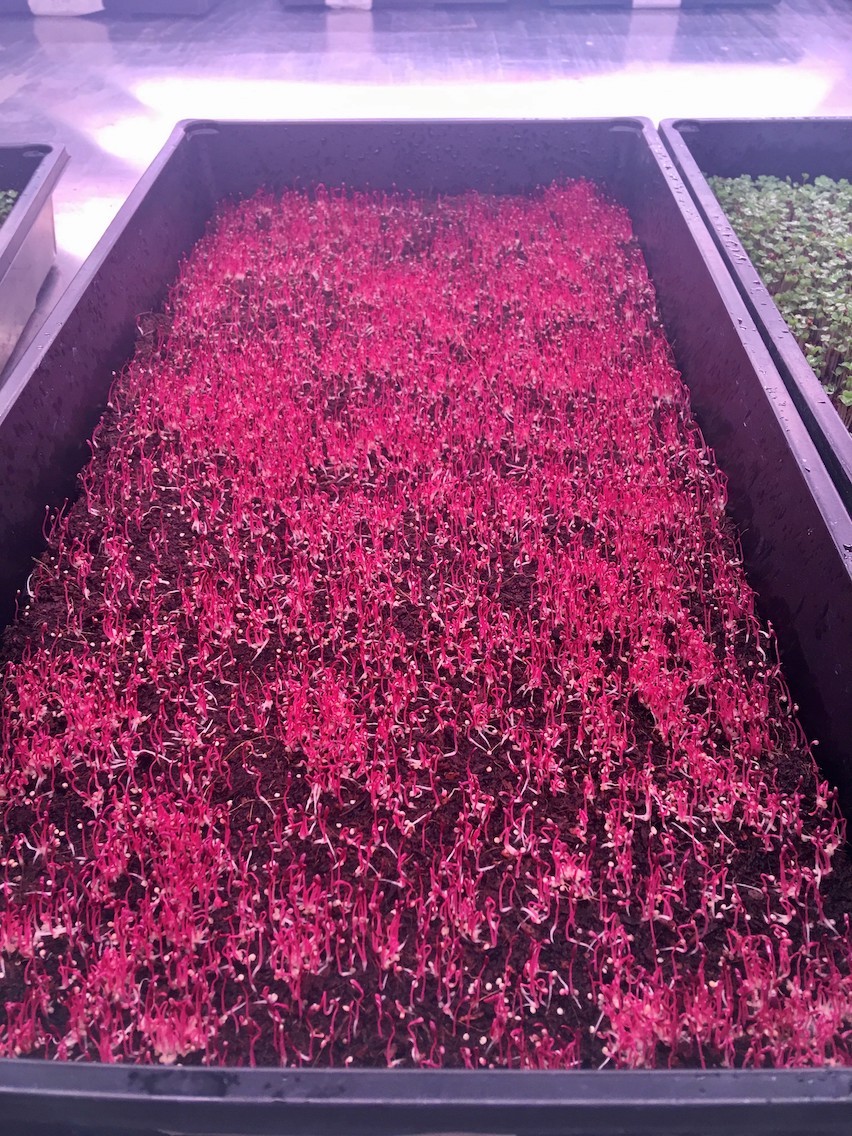 Red Garnet Amaranth microgreens