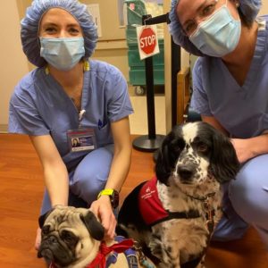 habic therapy dogs doc and jimmy with healthcare workers