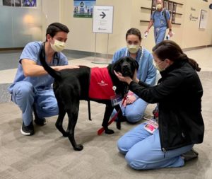 habic dog lilibet with healthcare workers
