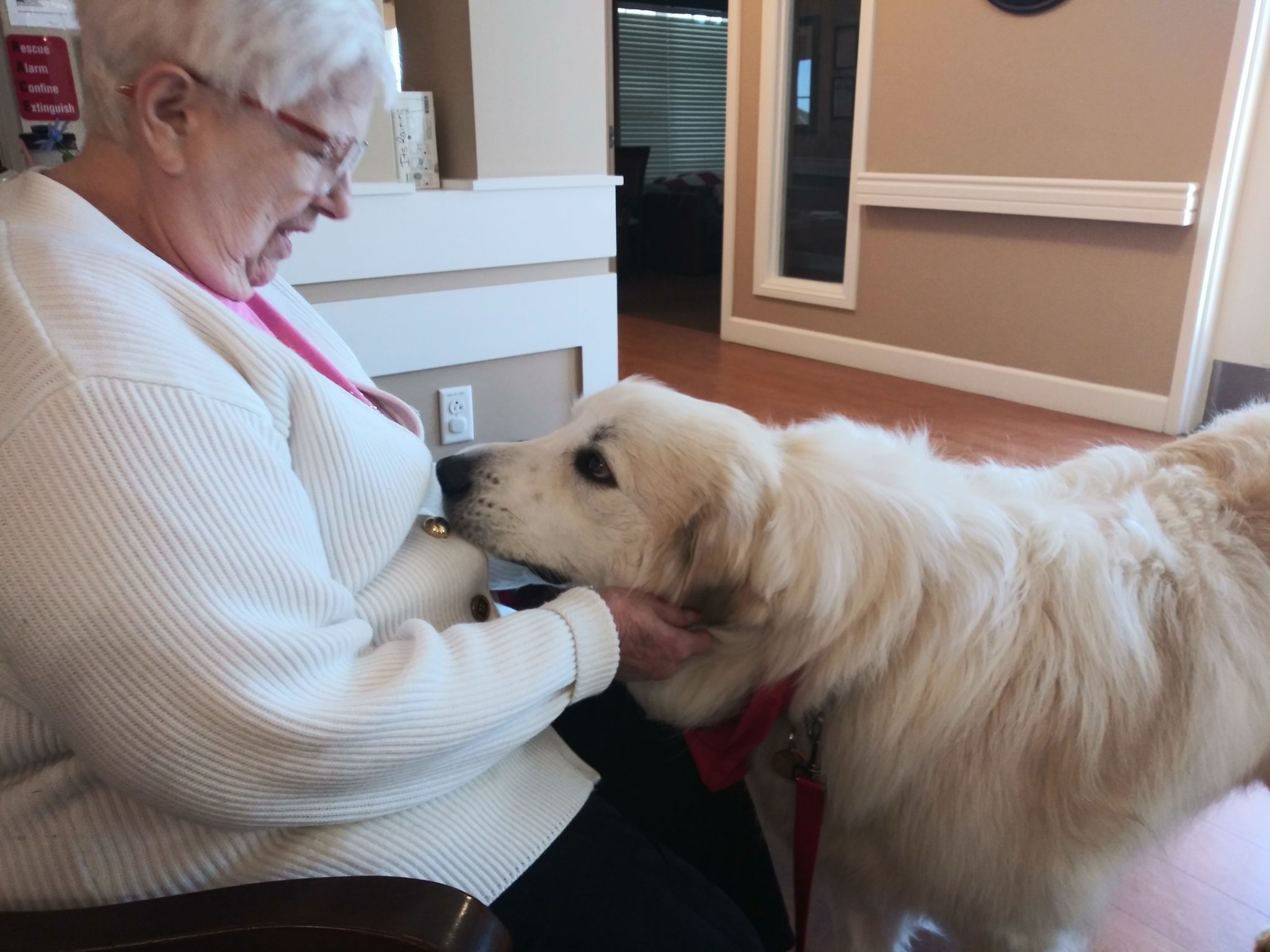 human-animal bond in colorado therapy dog