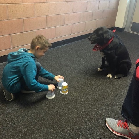 student performing the cups skill with habic therapy dog lacy