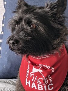 colorado state university's human-animal bond in colorado habic program dog