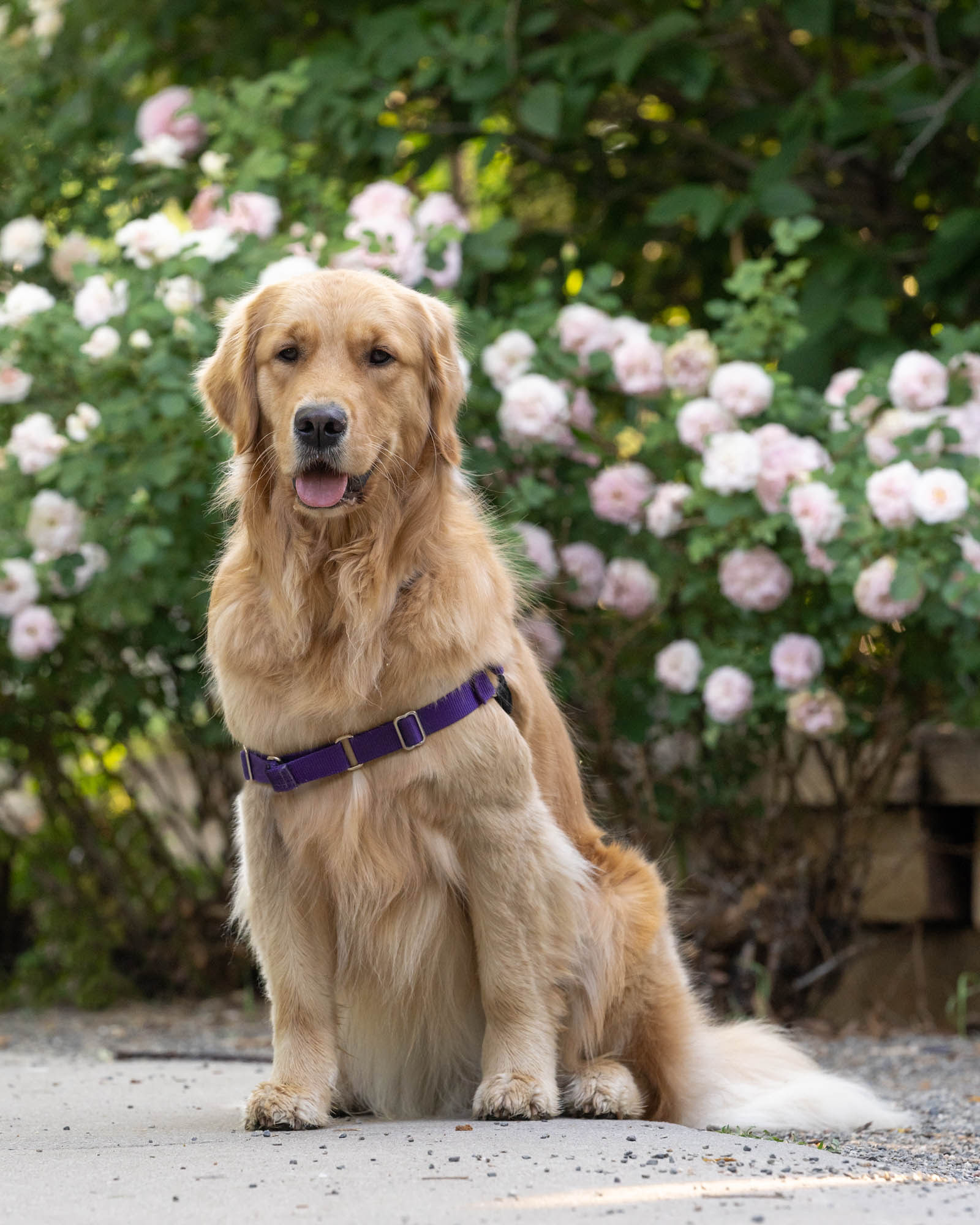 golden retriever sitting in front of a bed of pink roses