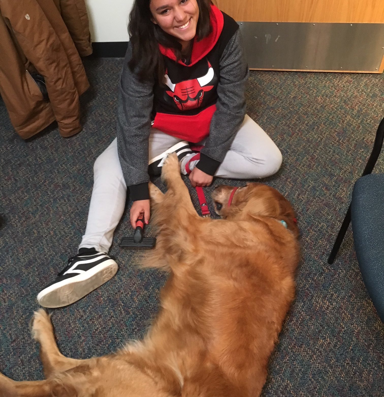 golden retriever leo being brushed by a middle school student