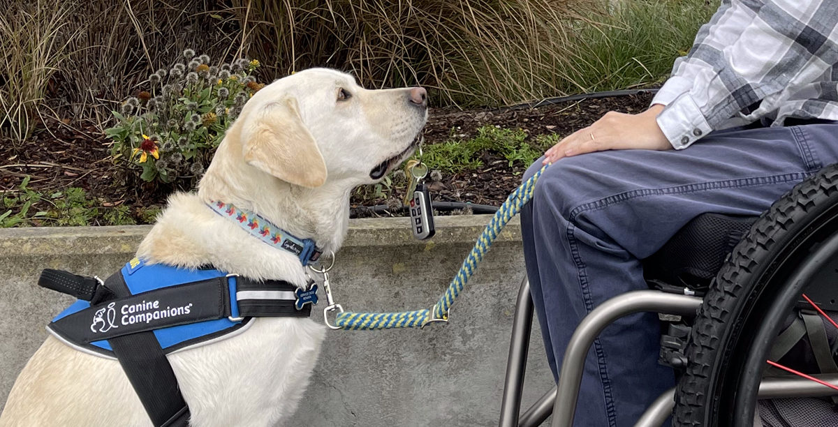 Canine Companions service dog, a yellow labrador, holds a set of keys in its mouth mear the hand of a person in a wheelchair