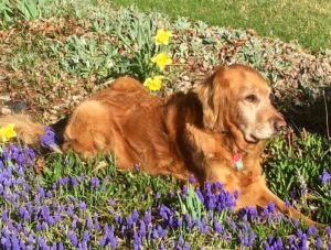 golden retriever laying down in a bed of flowers