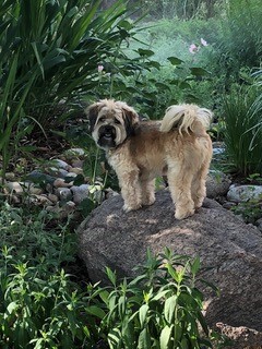therapy dog standing on a rock