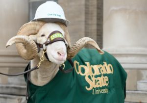 Cam the Ram wearing personalized hard hat