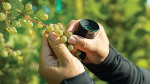 Close-up of a person holding green grapes on a vine and an optical instrument.