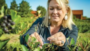 A woman looks at aronia berries growing in a vineyard.