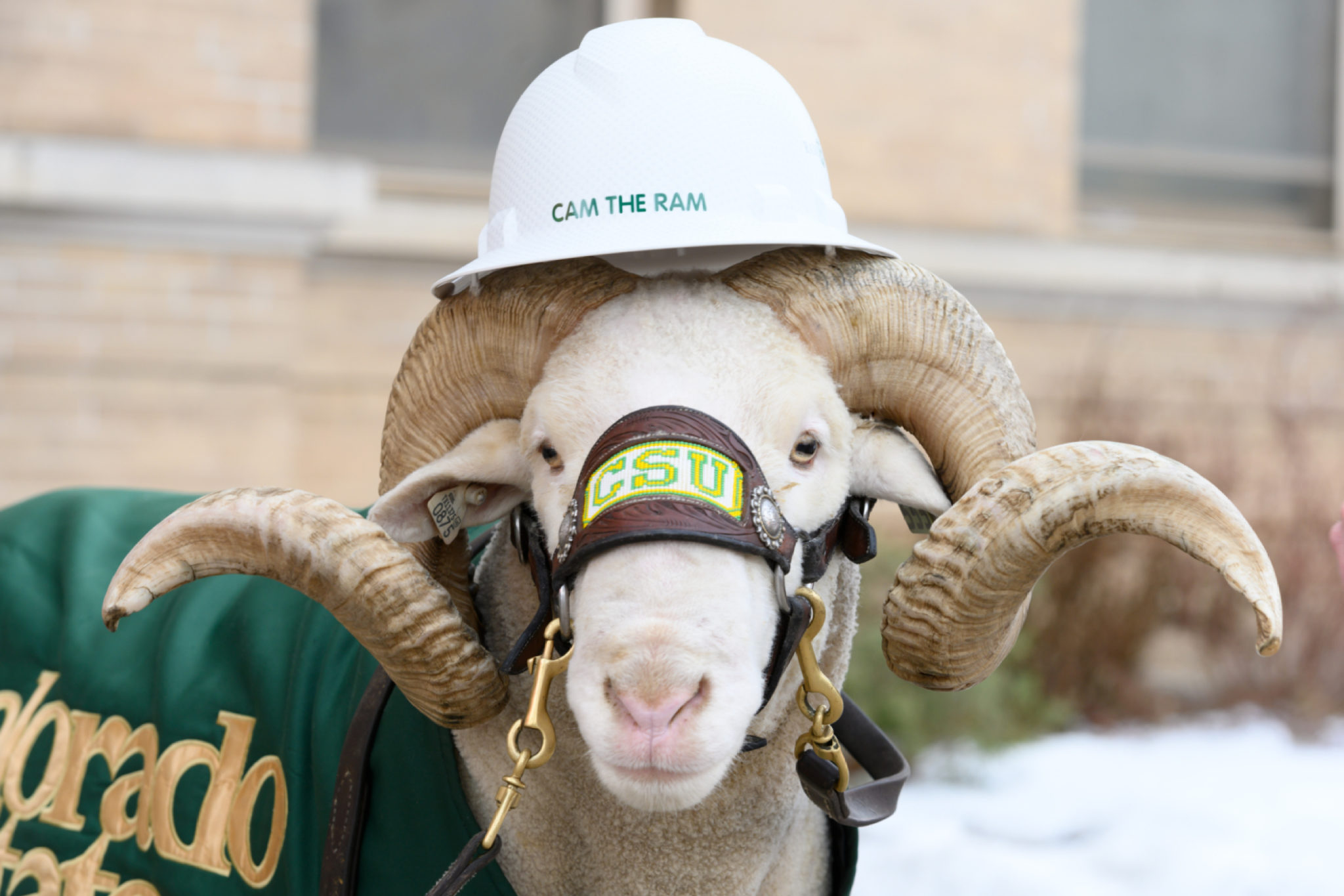 Cam The Ram wearing a hard hat.