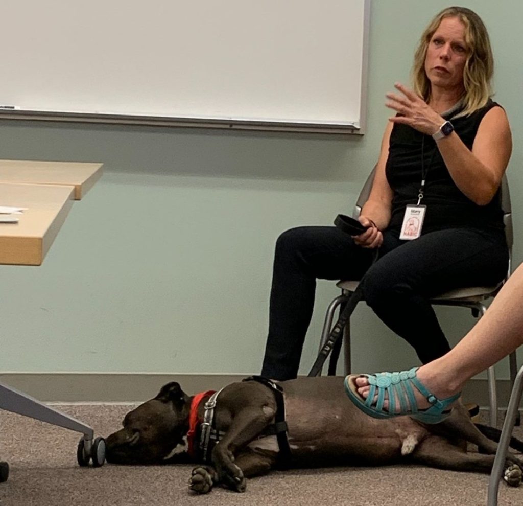 human-animal bond in colorado volunteer addresses students interested in csu's online graduate certificate, Social Aspects of Human-animal Interactions, while her therapy dog partner, a dark grey pit bull, sleeps on the floor at her feet
