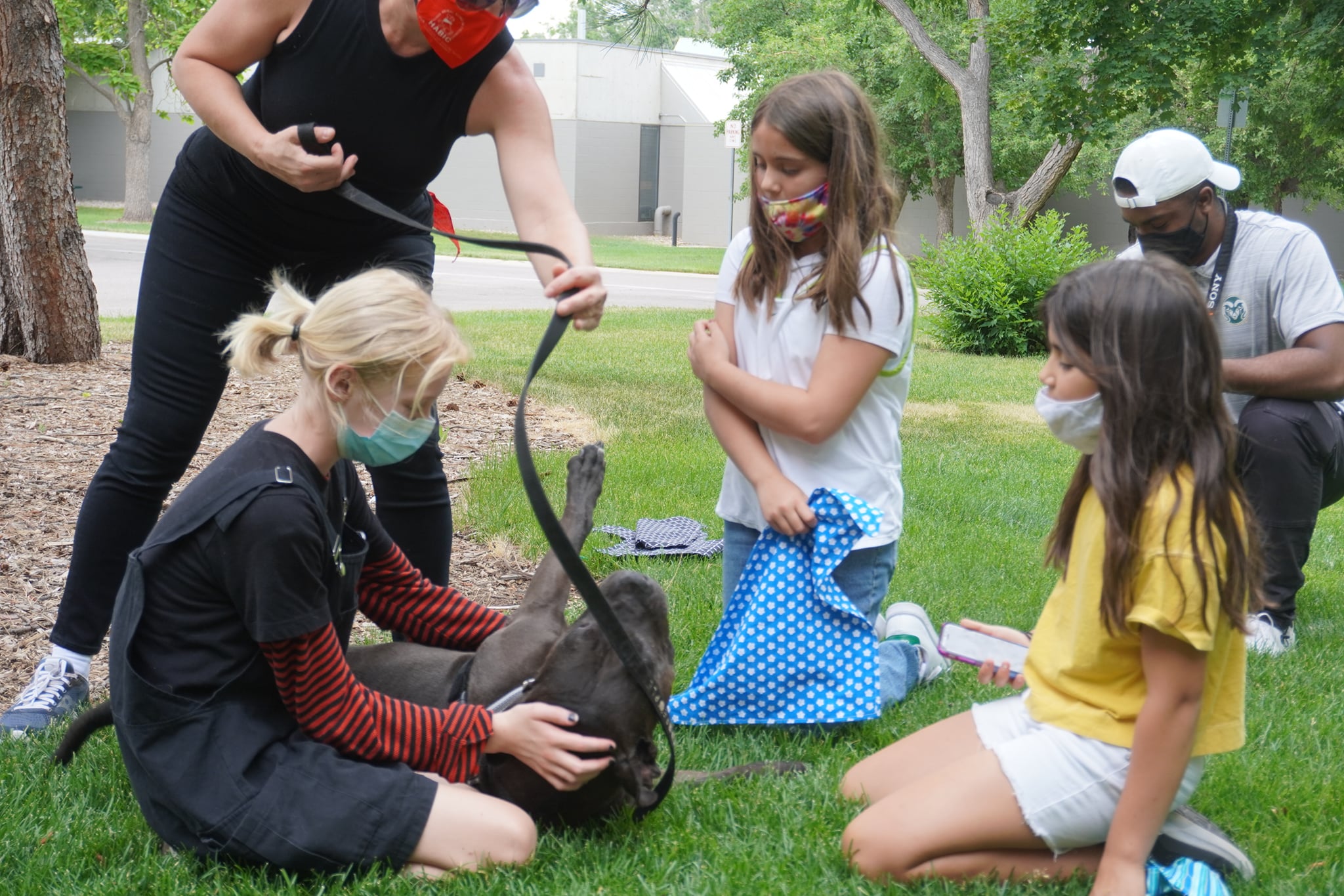 teenagers from the csu fashion fundamentals camp in the DEPARTMENT OF DESIGN AND MERCHANDISING interacting with a therapy dog in the human-animal bond in colorado program. the dog is a dark grey pit bill and is lying on the grass looking happy while being petted
