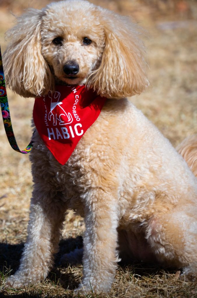 habic dog mischa is a mini golden doodle with fluffy sand-colored fur