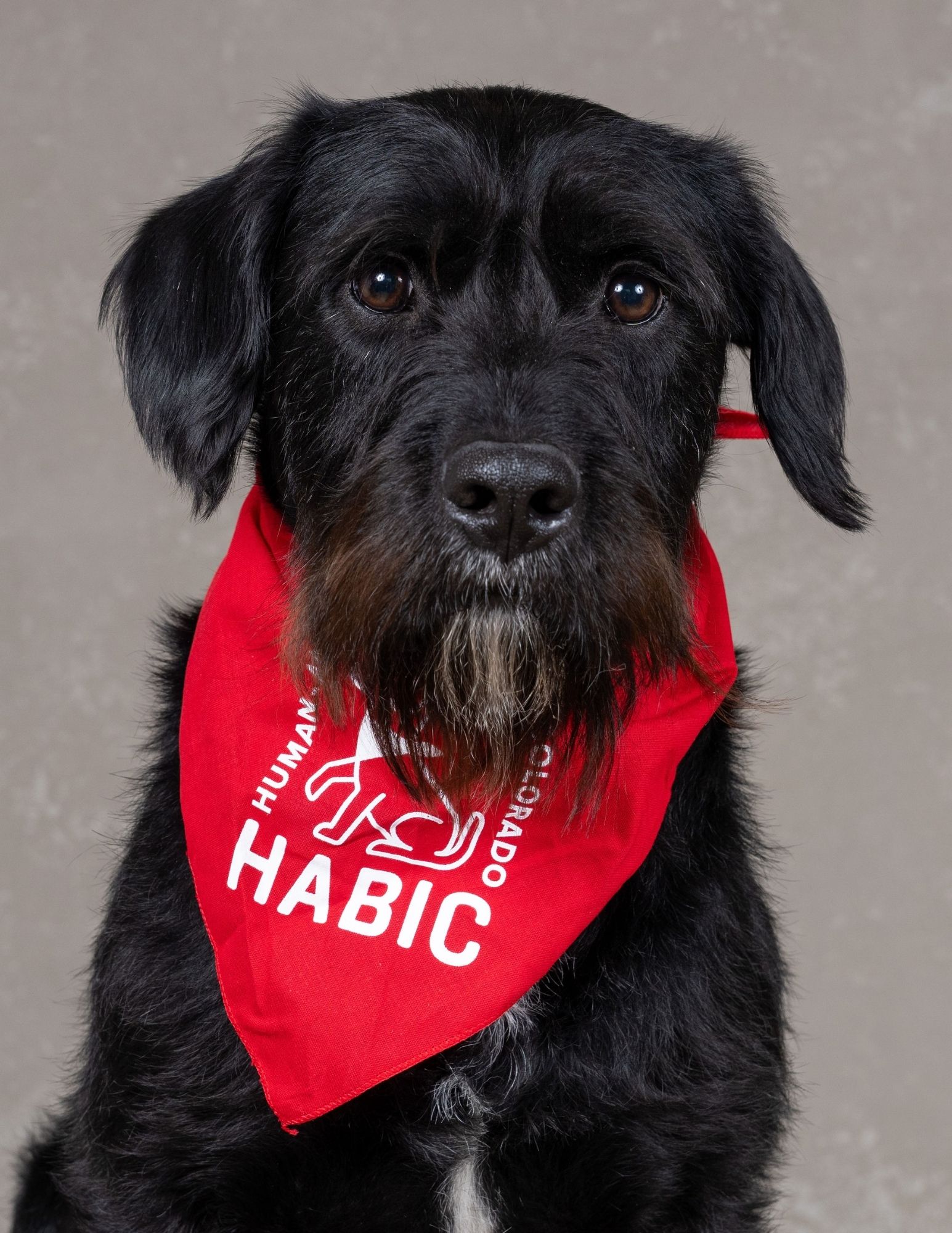 habic therapy dog oso is a black terrier mix with a moustache and beard wearing a red bandana with the habic logo