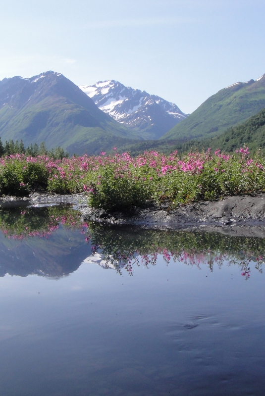 Alaskan mountains show with pink flowers over a body of water