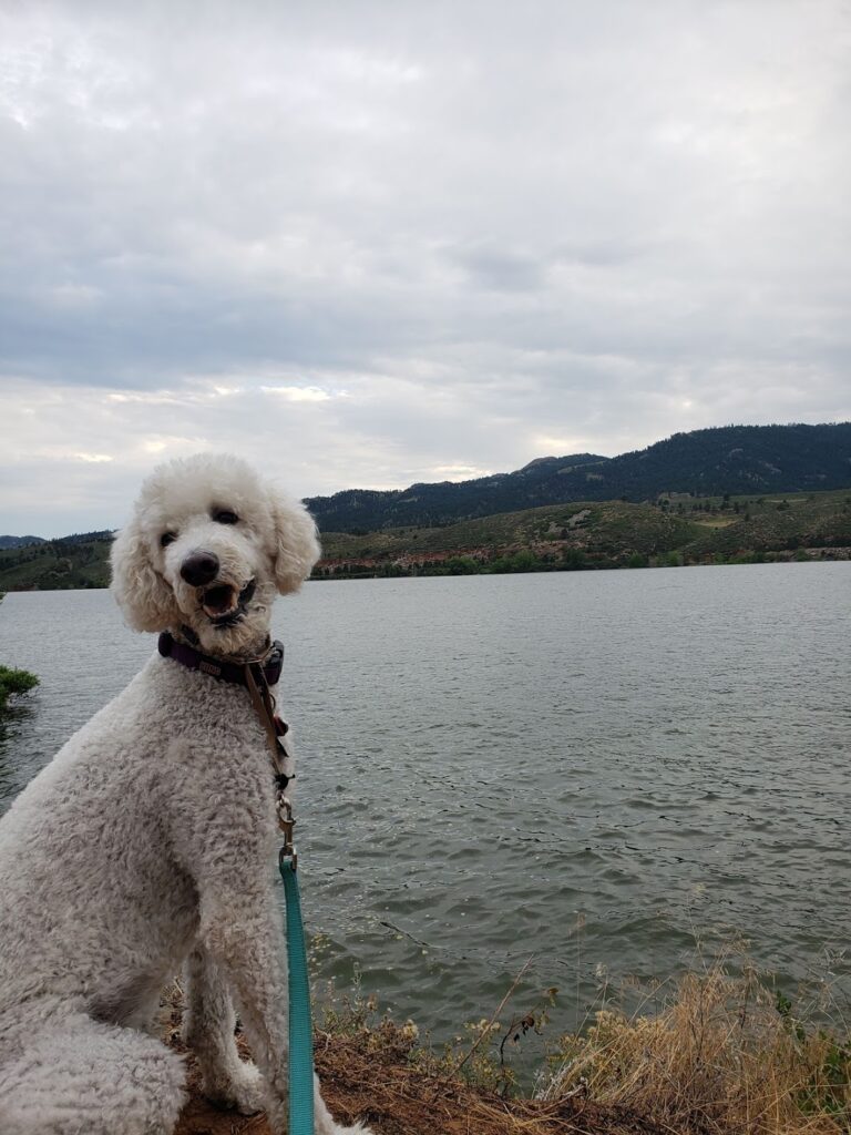 Moriah Hanson's dog Strider smiles next to Horsetooth Reservoir. 