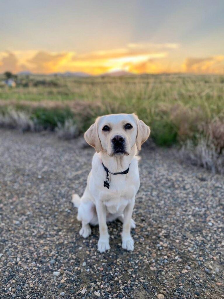 yellow labrador havarti sitting in a landscape with sunrise light on mountains in the background