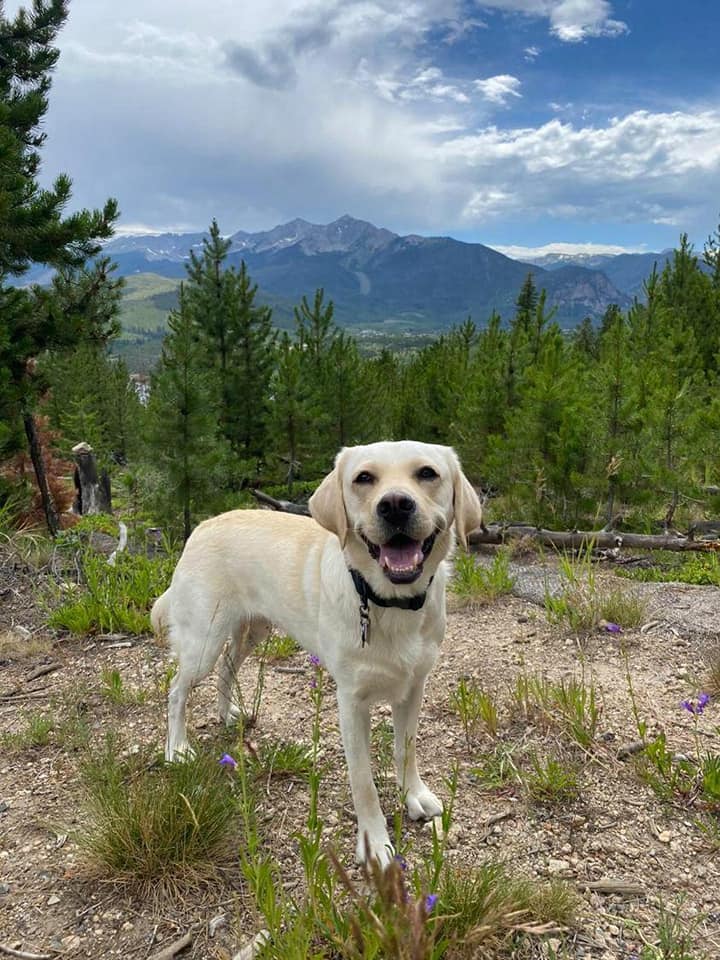 yellow labrador havarti posing in front of pine trees and misty blue-gray mountains