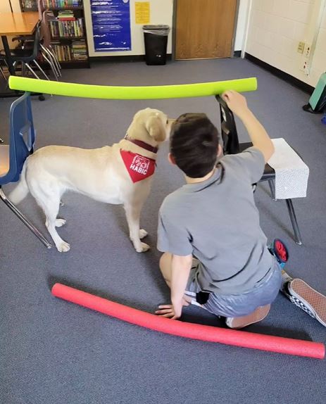 habic therapy dog havarti working with a school student