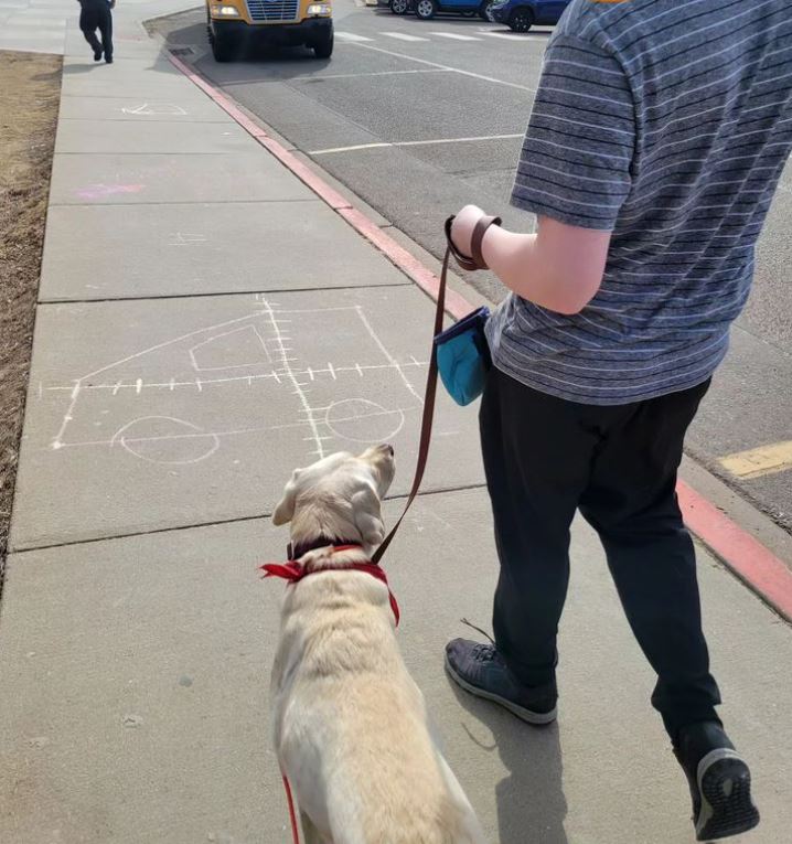 human-animal bond in colorado theray dog havarti, a yellow labrador, walking alongside a school student in a therapy session on a sidewalk in front of the school with a schoolbus in the background