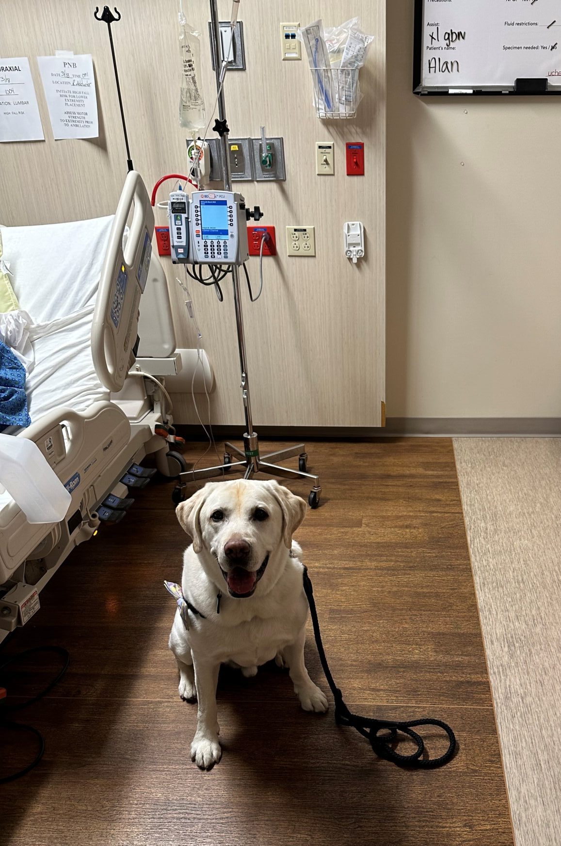 human-animal bond in colorado therapy dog in a hospital patent's room